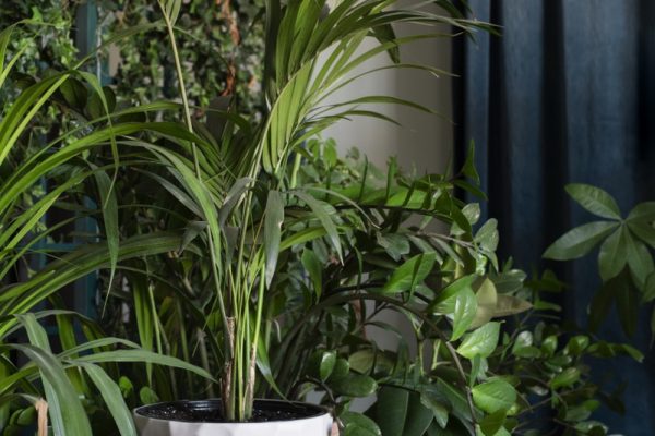 beautiful-modern-plants-deco
